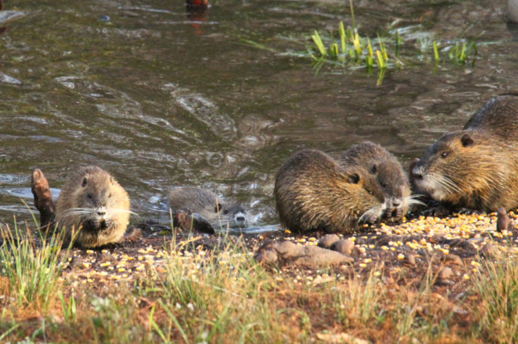 one adult and four juvenile nutrias coypu Myocastor coypus feeding on pond edge
