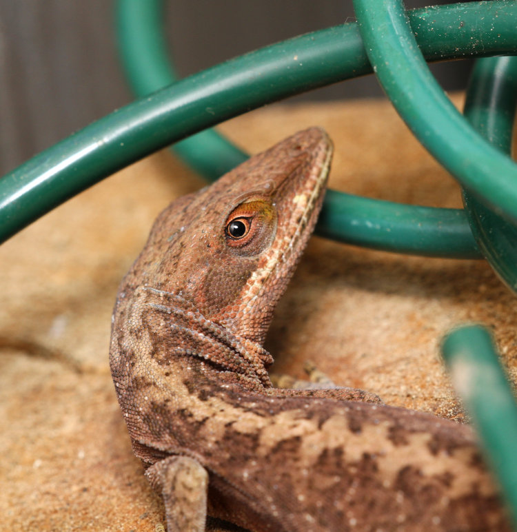 Carolina anole Anolis carolinensis in greenhouse for winter, looking horrified
