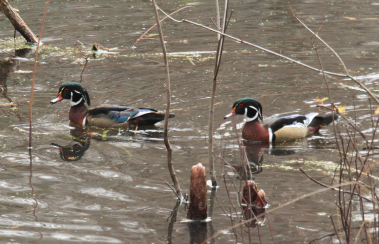 two male wood ducks Aix sponsa showing differences in plumage, one likely being this year's brood just getting adult markings