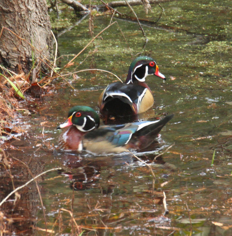two male wood ducks Aix sponsa showing differences in plumage, one likely being this year's brood just getting adult markings
