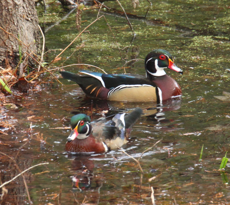 two male wood ducks Aix sponsa showing differences in plumage, one likely being this year's brood just getting adult markings