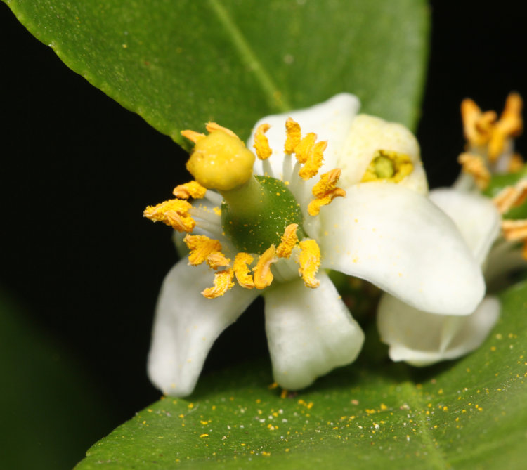 blossom of Key lime Citrus × aurantiifolia in greenhouse