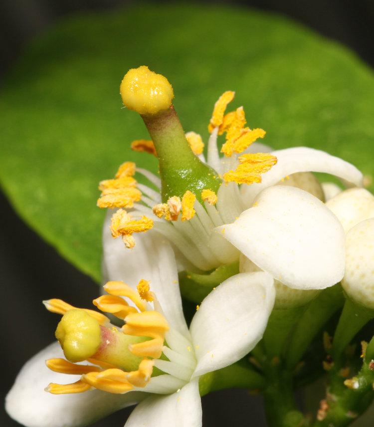 blossoms of Key lime Citrus × aurantiifolia after manual pollination