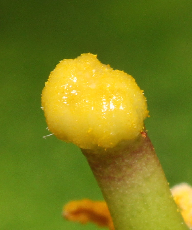 closeup of stigma of Key lime Citrus × aurantiifolia blossom showing adhering pollen
