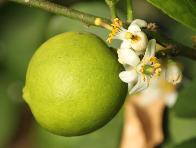 ripening Key lime Citrus × aurantiifolia alongside new blossoms of same in greenhouse