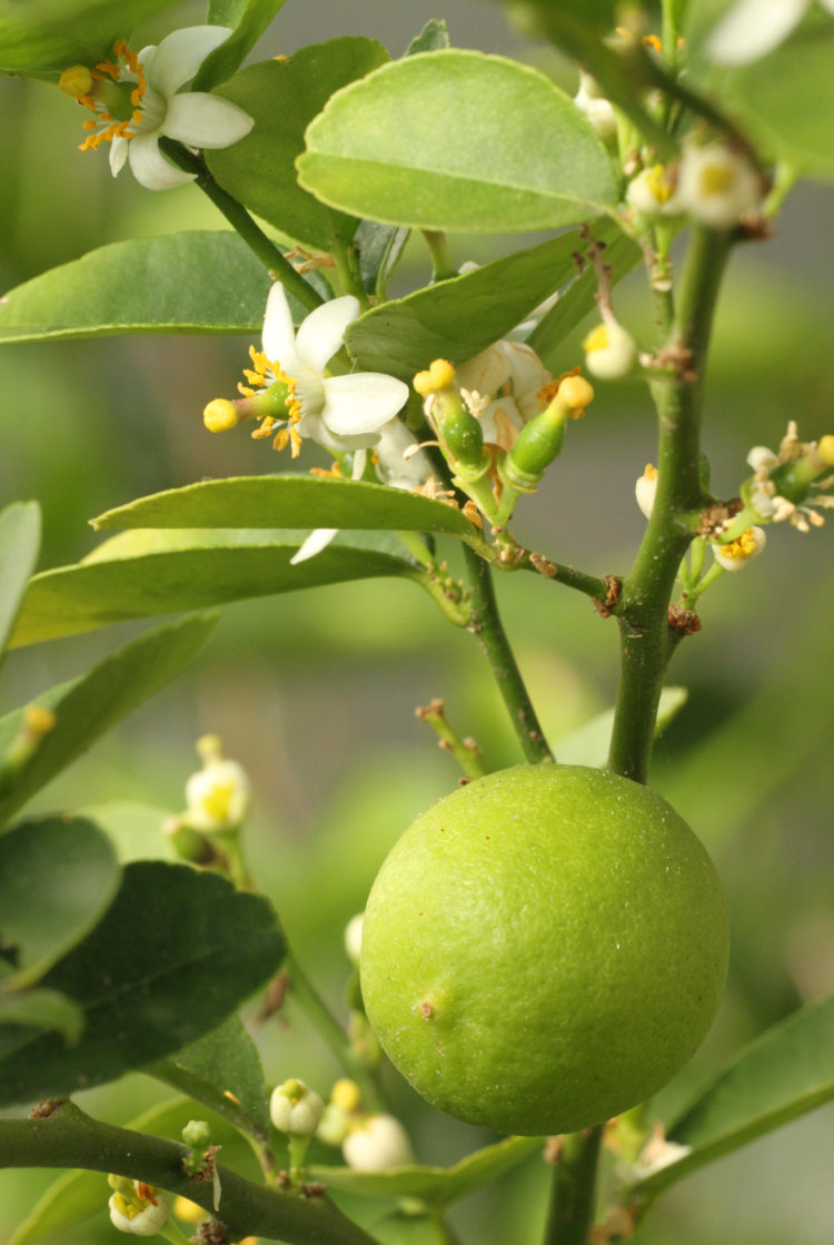 ripening Key lime Citrus × aurantiifolia alongside new blossoms of same in greenhouse