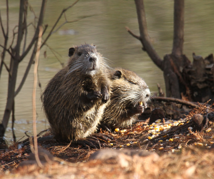pair of juvenile nutrias Myocastor coypu foraging on pond edge