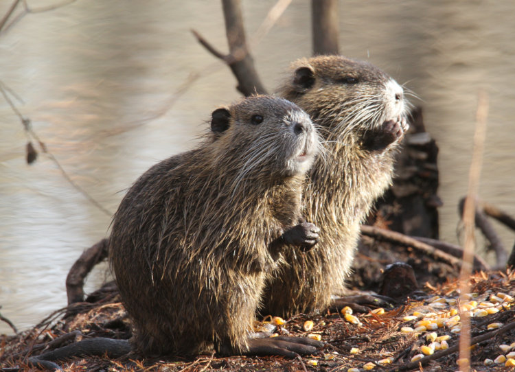 pair of juvenile nutrias Myocastor coypu posed on pond edge