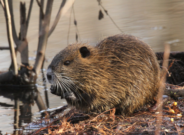 juvenile nutria Myocastor coypu with golden-brown coat foraging on pond edge