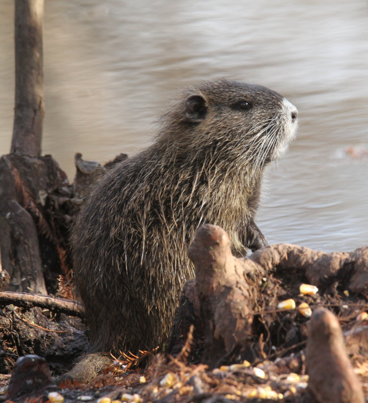 juvenile nutria Myocastor coypu with silvery coat posing on pond edge