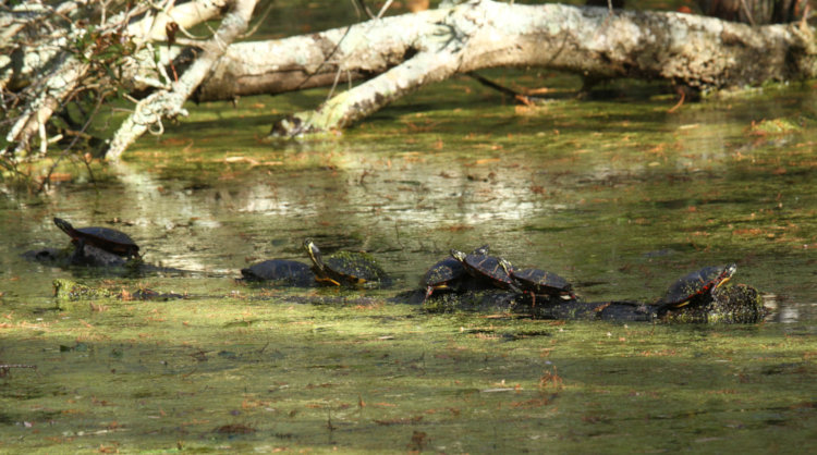 seven eastern painted turtles Chrysemys picta picta basking and stacked on floating log in 21 degree c weather
