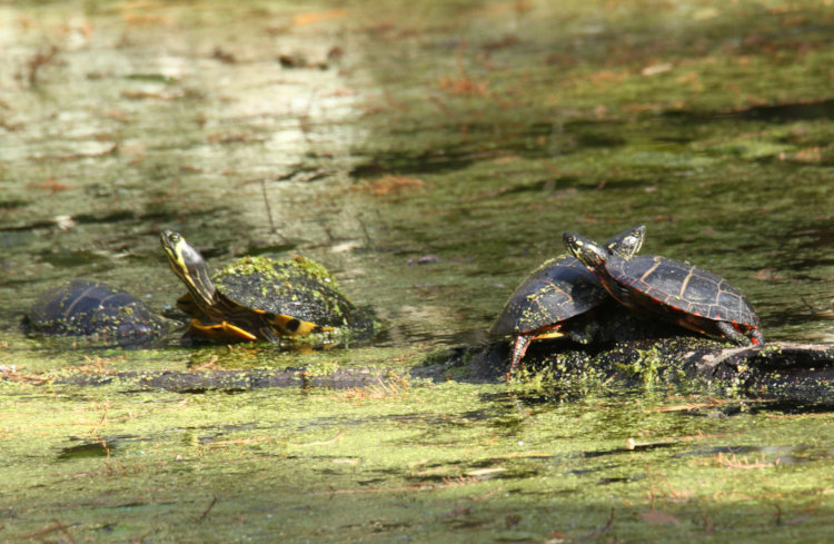 three eastern painted turtles Chrysemys picta picta and one yellow-bellied slider Trachemys scripta scripta basking on floating log in sunlight