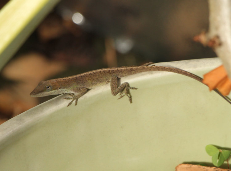 Carolina anole Anolis carolinensis active within warm greenhouse during subfreezing temperature outside