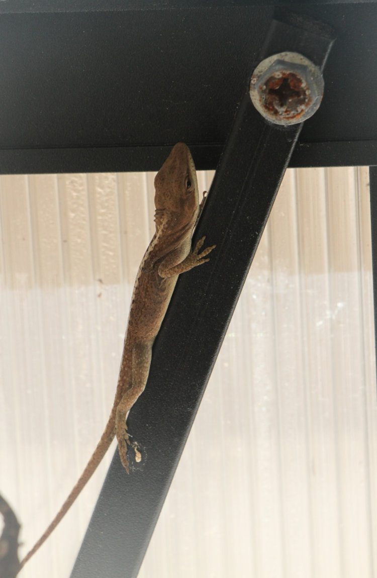 Carolina anole Anolis carolinensis within warm greenhouse