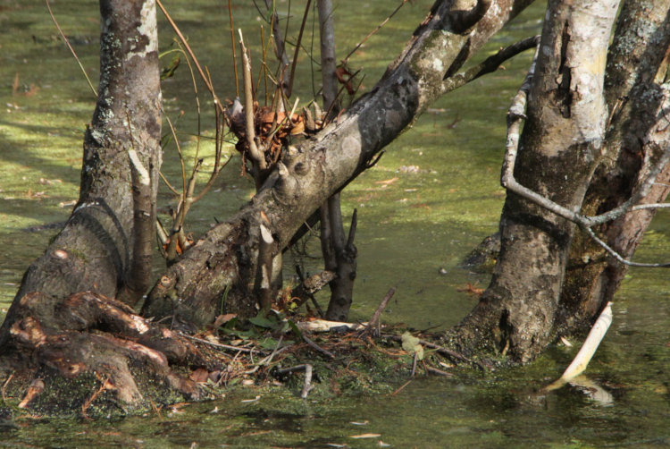 Turtle Island showing distinct trimming from North American beavers Castor canadensis