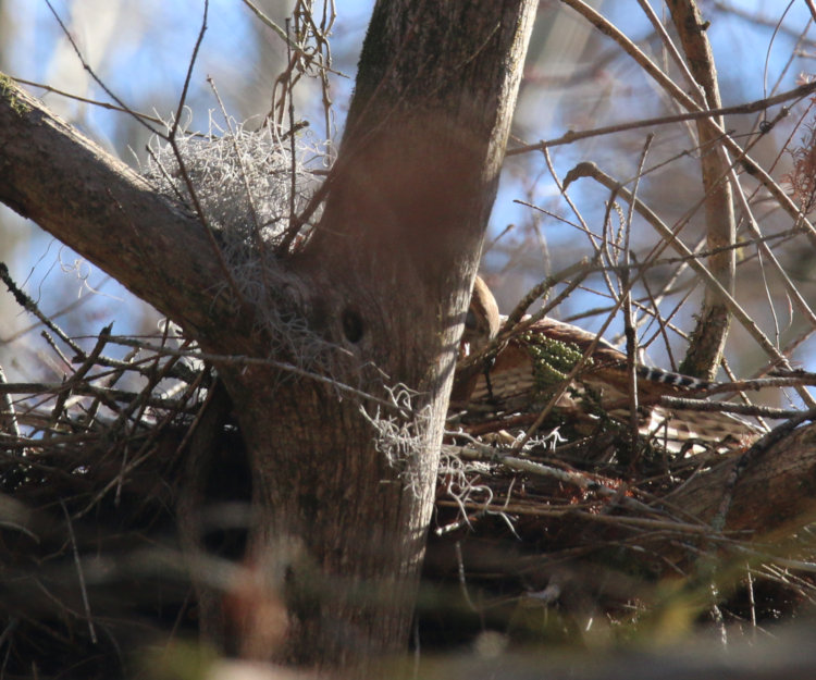 red-shouldered hawk Buteo lineatus barely peeking out around trunk while working on nest