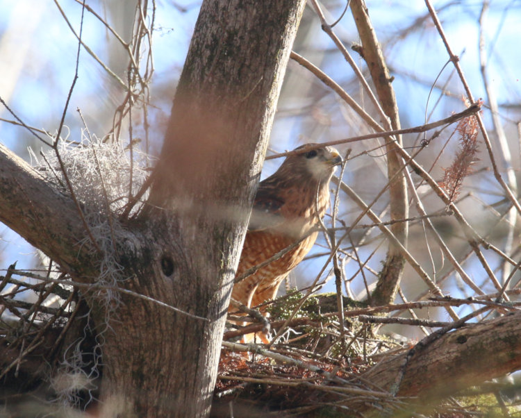 red-shouldered hawk Buteo lineatus now visible on edge of nest