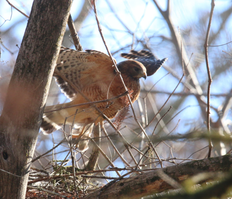 red-shouldered hawk Buteo lineatus hopping away from working on nest
