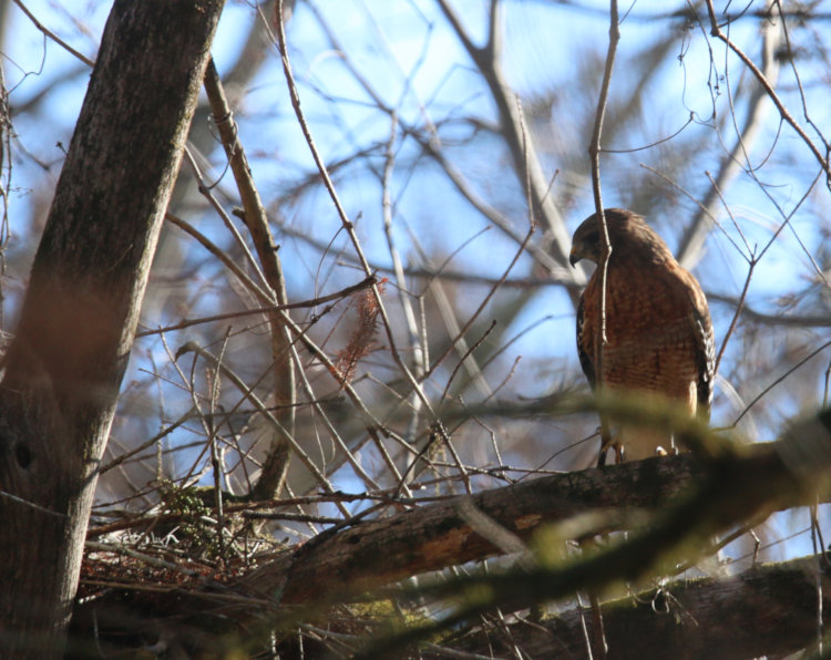 red-shouldered hawk Buteo lineatus surveying handiwork on nest
