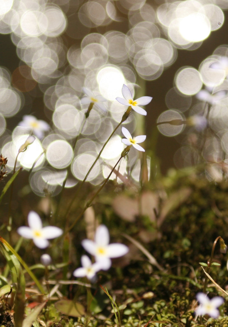 bluet Houstonia caerulea flowers on streambank against bokeh circles of glitter trail on stream