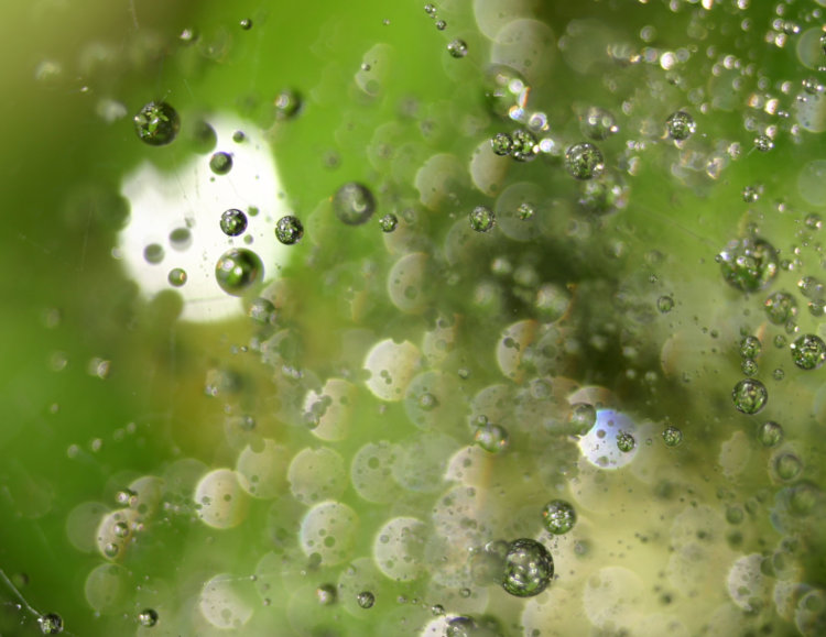 extreme closeup of dewdrops in spiderweb with widely varied defocus and bokeh effects