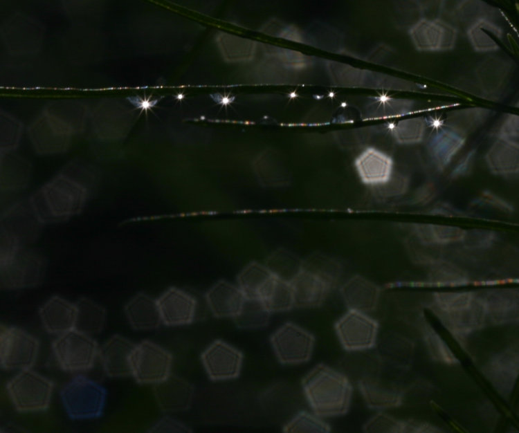 raindrop image showing starbursts and pentagonal bokeh circles