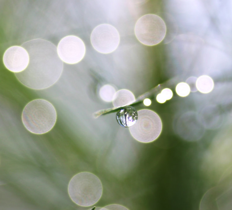 dewdrops on pine needles showing clean bokeh circles