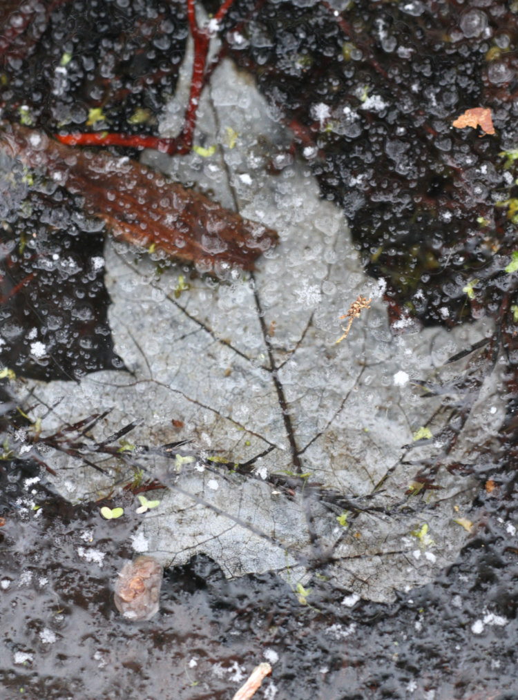 maple leaf frozen under rough ice on backyard pond