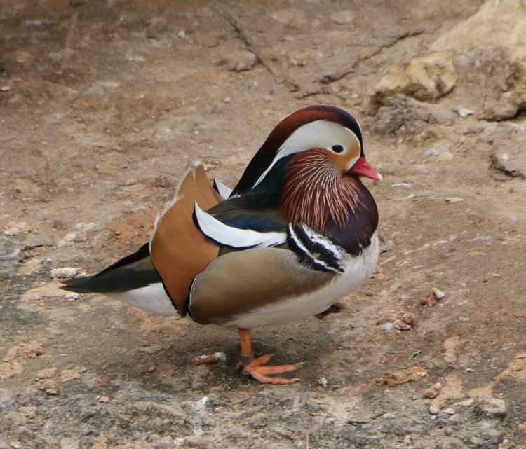 male mandarin Aix galericulata posing haughtily