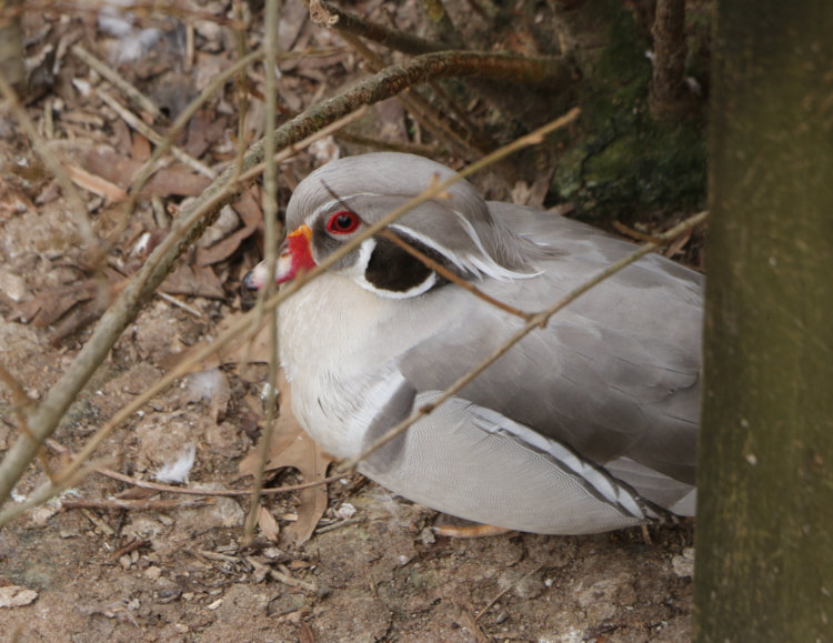 it kinda looks like a wood duck...
