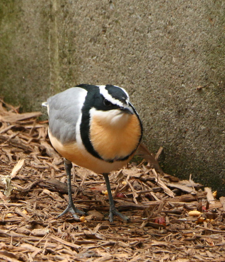 Egyptian plover Pluvianus aegyptius running along wall
