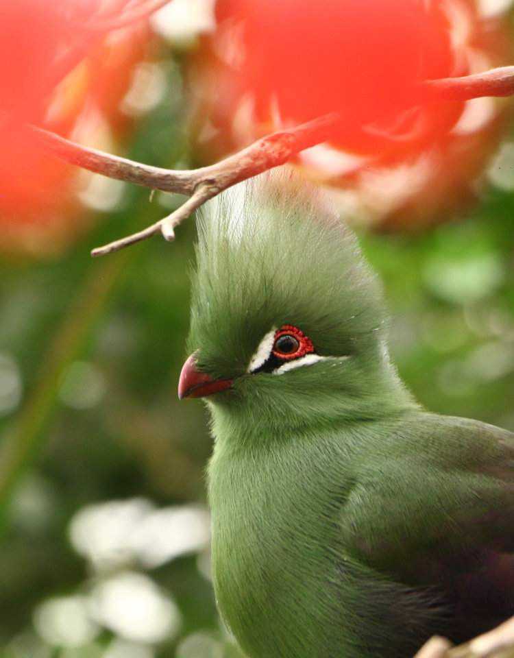 Guinea turaco Tauraco persa framed with defocused red flowers in foreground