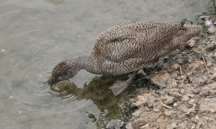 female freckled duck Stictonetta naevosa drinking from pond