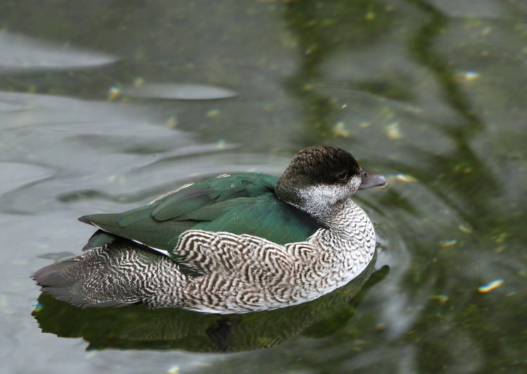 green pygmy goose Nettapus pulchellus in water
