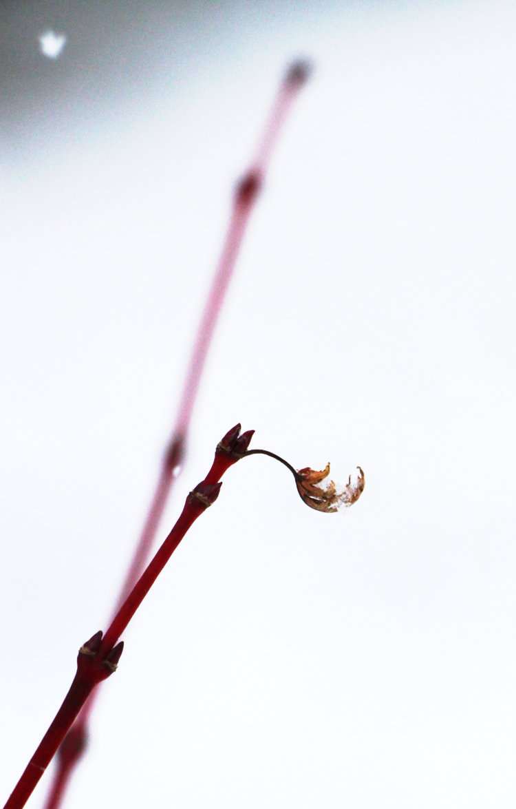 lone leaf catching snow on coral bark Japanese maple Acer palmatum ‘Sango kaku’
