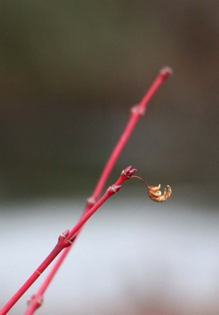 lone dead leaf clinging to tips of branches on coral bark Japanese maple Acer palmatum 'Sango kaku'