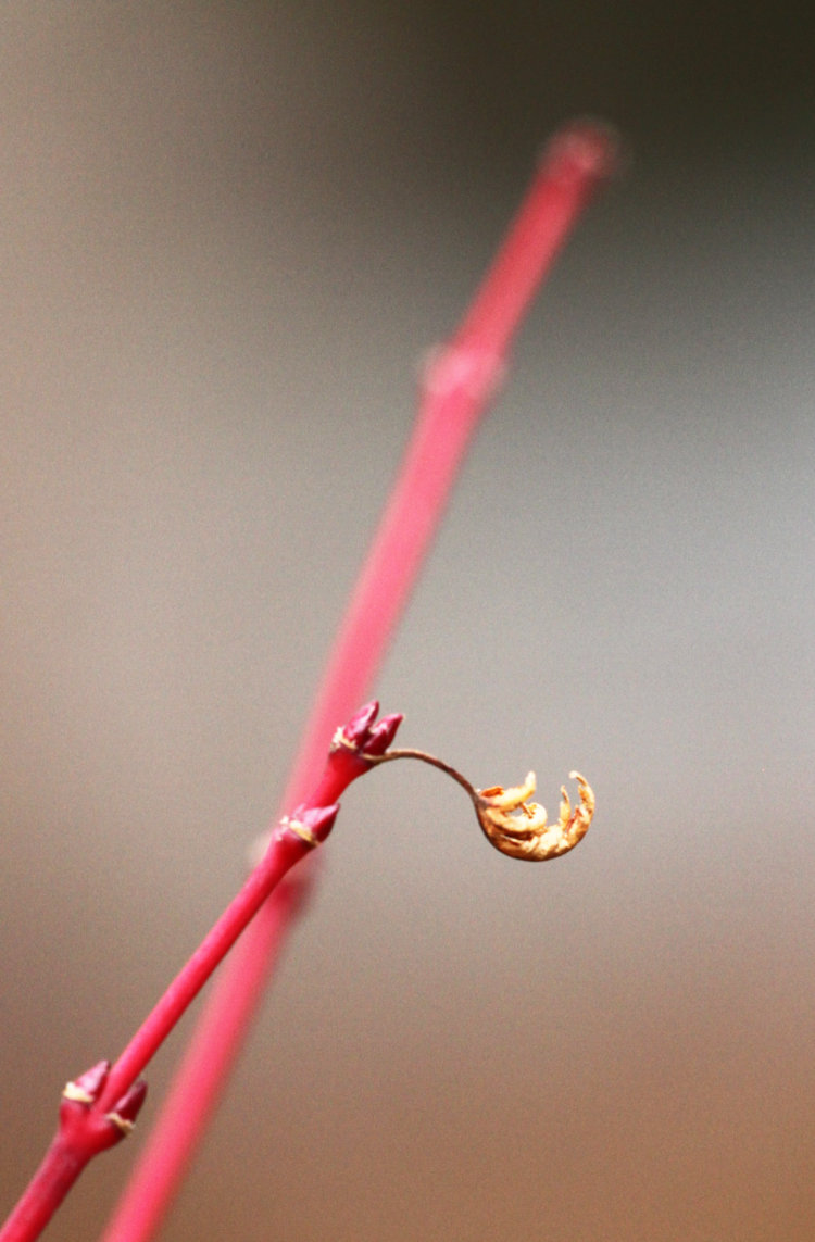 lone dead leaf clinging to tips of branches on coral bark Japanese maple Acer palmatum 'Sango kaku'