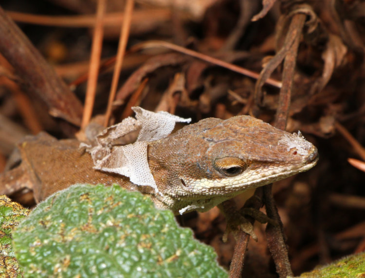 Carolina anole Anolis carolinensis showing incomplete shed tatters around the neck and shoulders