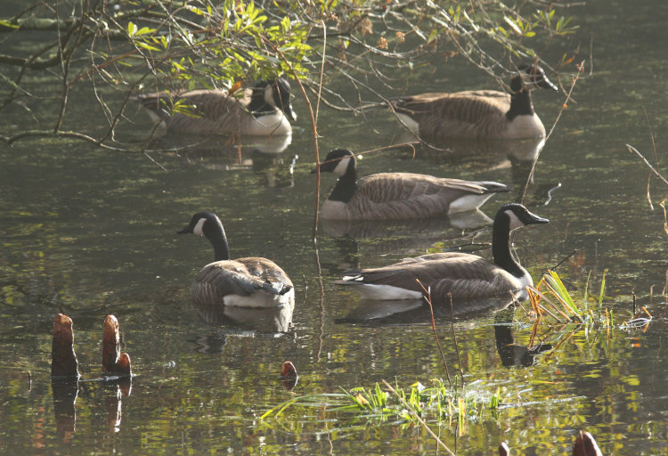 Canada geese Branta canadensis clustered on backyard pond