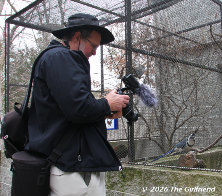 the author following a jay with the video rig, shot by The Girlfriend