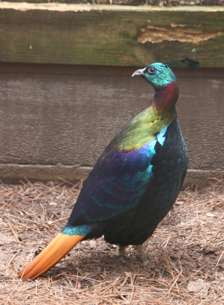 Himalayan monal Lophophorus impejanus showing iridescence even in muted light conditions