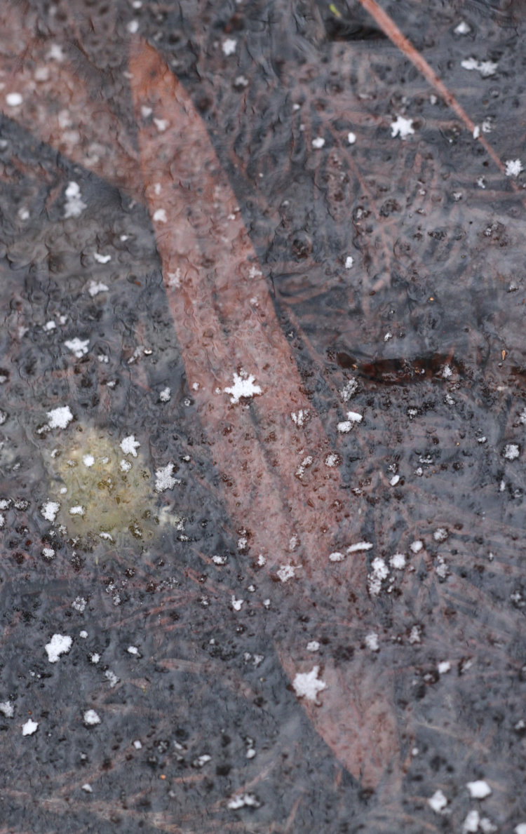 singular large snowflakes decorating ice surface above fallen leaf