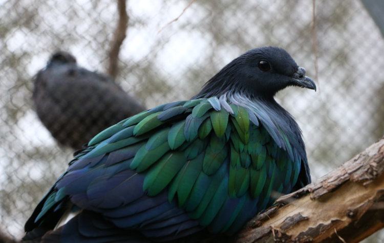 Nicobar pigeon Caloenas nicorbarica with delicate dark color palette