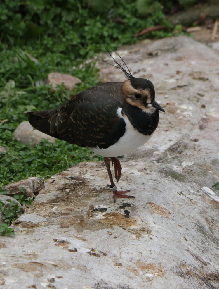 northern lapwing Vanellus vanellus posing with one leg up