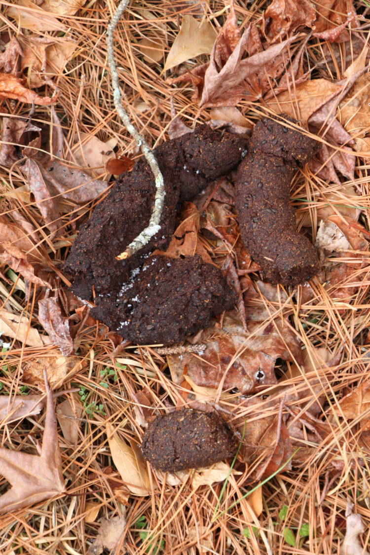 black bear Ursus americanus feces in side yard not far from former location of bird feeders