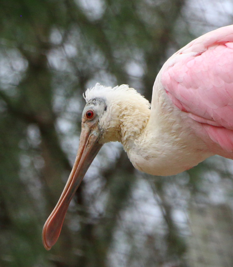 roseate spoonbill Platalea ajaja head detail