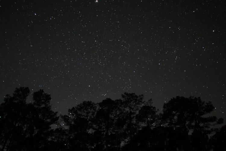 night time exposure low to west showing Orion disappearing into trees