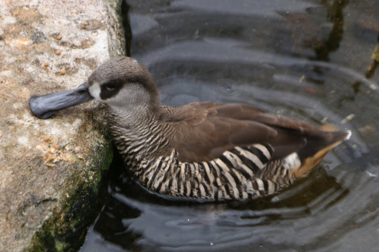 pink-eared duck Malacorhynchus membranaceous poking onshore from water