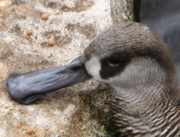 close crop of previous image showing curious bill and barely visible namesake pink feathers at ears