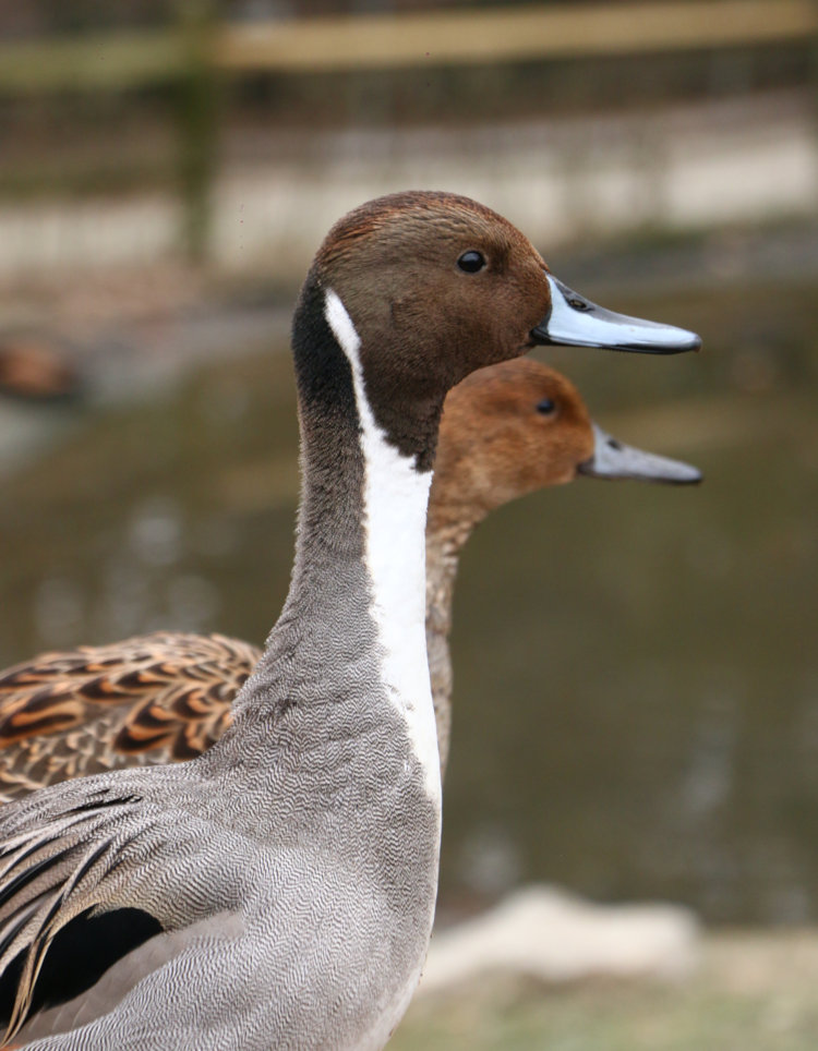 male and female northern pintails Anas acuta posing for nice portrait on railing
